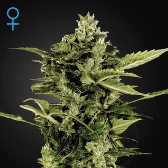 Auto-Bomb Autoflowering (Greenhouse Seeds) feminisiert