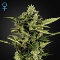 Auto-Bomb Autoflowering (Greenhouse Seeds) feminized