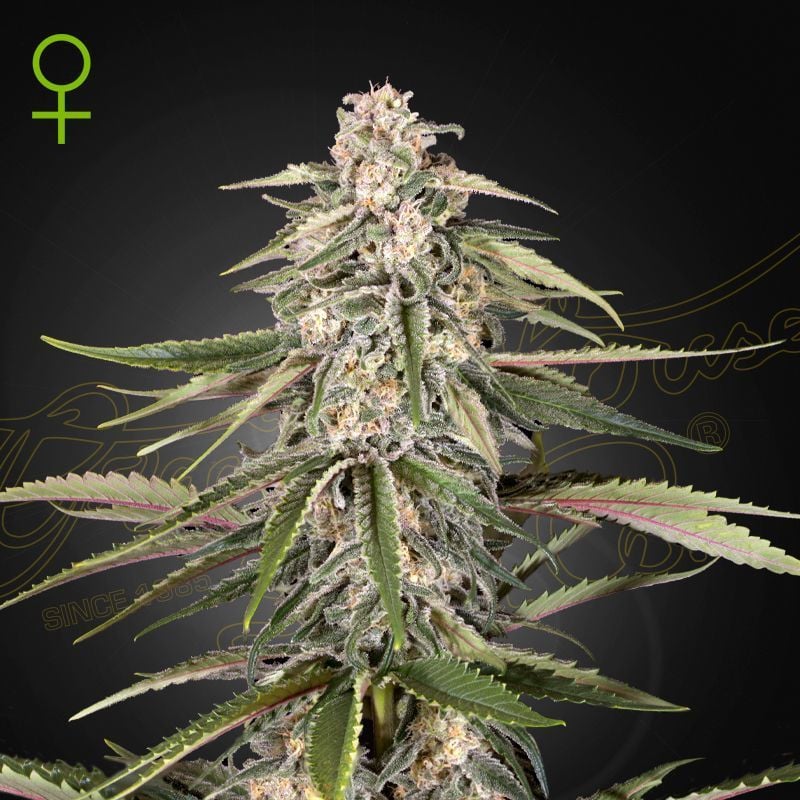 Super Bud (Greenhouse Seeds) feminized - Zamnesia
