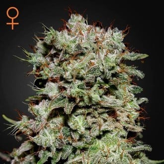 Kalashnikova (Greenhouse Seeds) feminized