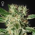 Ladyburn 1974 (Greenhouse Seeds) feminized