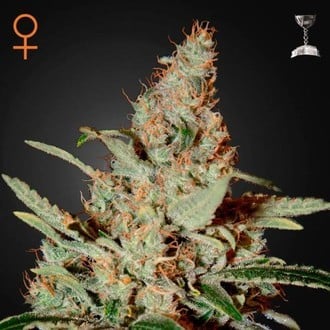 Chemdog (Greenhouse Seeds) feminized