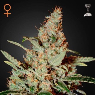 Chemdog (Greenhouse Seeds) feminisiert