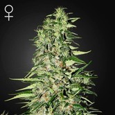 Diamond Girl (Greenhouse Seeds) feminized