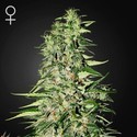 Diamond Girl (Greenhouse Seeds) feminized