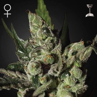 Exodus Cheese (Greenhouse Seeds) feminized