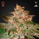 Pure Kush (Greenhouse Seeds) feminisiert