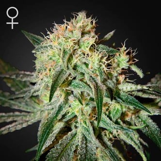 Damn Sour (Greenhouse Seeds) feminisiert