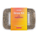 Zamnesia Grow Kit 'Mazatapec'