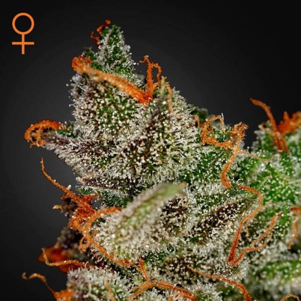 Nicole Kush Feminisiert (King Seeds Spain)