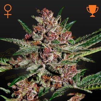 Bubba Kush (Greenhouse Seeds) feminisiert