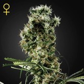 Arjan's Haze 2 (Greenhouse Seeds) feminized