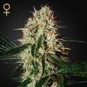 Arjan's Haze 3 (Greenhouse Seeds) feminized