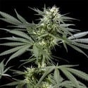 Arjan's Haze 3 (Greenhouse Seeds) feminized