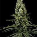 Arjan's Haze 3 (Greenhouse Seeds) feminized