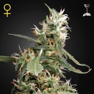 Arjan's Ultra Haze 1 (Greenhouse Seeds) feminisiert