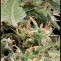 Arjan's Ultra Haze 1 (Greenhouse Seeds) feminisiert