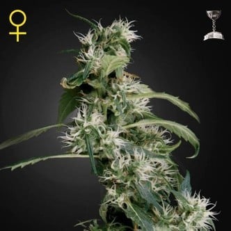 Arjan's Ultra Haze 2 (Greenhouse Seeds) feminisiert