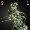 Mango Haze (Greenhouse Seeds) feminisiert