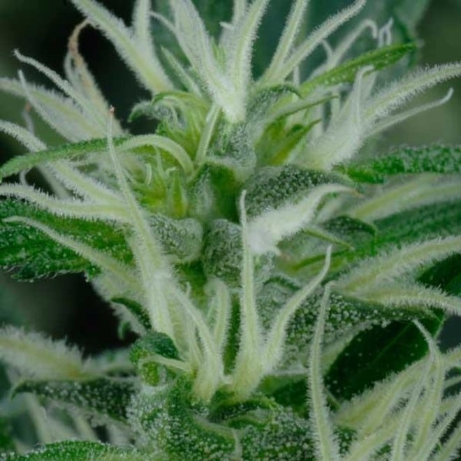 Mango Haze (Greenhouse Seeds) feminized - Zamnesia