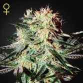 Arjan's Strawberry Haze (Greenhouse Seeds) feminized