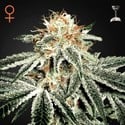 White Widow (Greenhouse Seeds) feminisiert