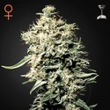 White Rhino (Greenhouse Seeds) feminized