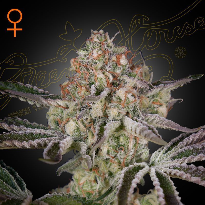White Shark Ultra Auto (1000Seeds)