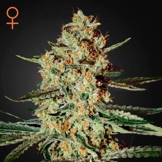 Himalaya Gold (Greenhouse Seeds) feminisiert