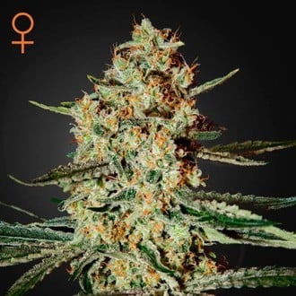 Himalaya Gold (Greenhouse Seeds) feminized