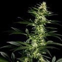 Himalaya Gold (Greenhouse Seeds) feminisiert