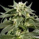 Himalaya Gold (Greenhouse Seeds) feminized