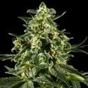 Himalaya Gold (Greenhouse Seeds) feminisiert