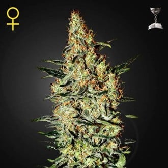 Neville's Haze (Greenhouse Seeds) feminisiert