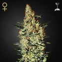 Neville's Haze (Greenhouse Seeds) feminisiert