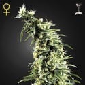 Hawaiian Snow (Greenhouse Seeds) feminisiert