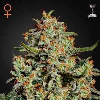 Big Bang (Greenhouse Seeds) feminisiert