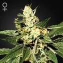 Train Wreck (Greenhouse Seeds) feminisiert