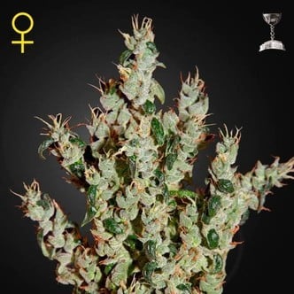 NL5 Haze Mist (Greenhouse Seeds) feminized