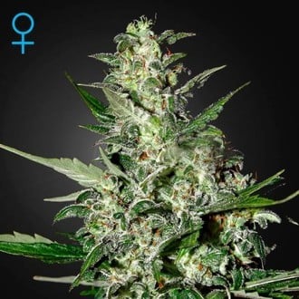 Super Critical Autoflowering (Greenhouse Seeds) feminisiert