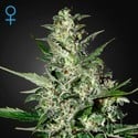 Super Critical Autoflowering (Greenhouse Seeds) feminized