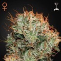 Kaia Kush (Greenhouse Seeds) feminized