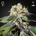 Caboose (Strain Hunters) feminized