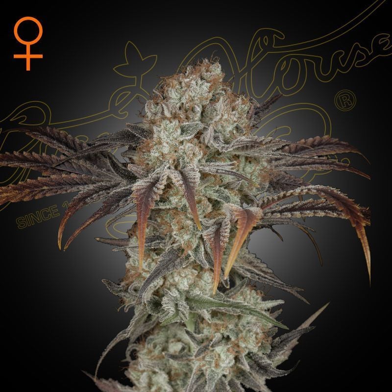 Permanent Maker Feminisiert (Doja Breeder Cut)
