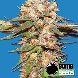 Big Bomb Auto (Bomb Seeds) feminized