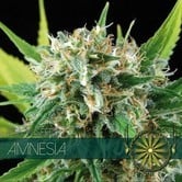 Amnesia (Vision Seeds) feminized
