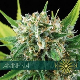 Amnesia (Vision Seeds) feminisiert