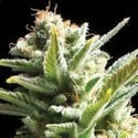 Amnesia (Vision Seeds) feminisiert