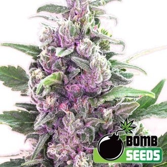 THC Bomb Auto (Bomb Seeds) feminized