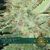 Big Bud (Vision Seeds) feminisiert
